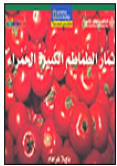 ثمار الطماطم الكبيرة الحمراء